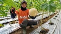 Panen 5,2 Ton Melon, Program Zakat Produktif YBM BRILiaN SBO Malang Tingkatkan Ekonomi Buruh Tani Panen 5,2 Ton Melon, Program Zakat Produktif YBM BRILiaN SBO Malang Tingkatkan Ekonomi Buruh Tani