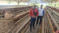KUR BRI Dorong Peternakan Ayam Petelur Edi Suwanto di Tulungagung Terus Bertumbuh KUR BRI Dorong Peternakan Ayam Petelur Edi Suwanto di Tulungagung Terus Bertumbuh