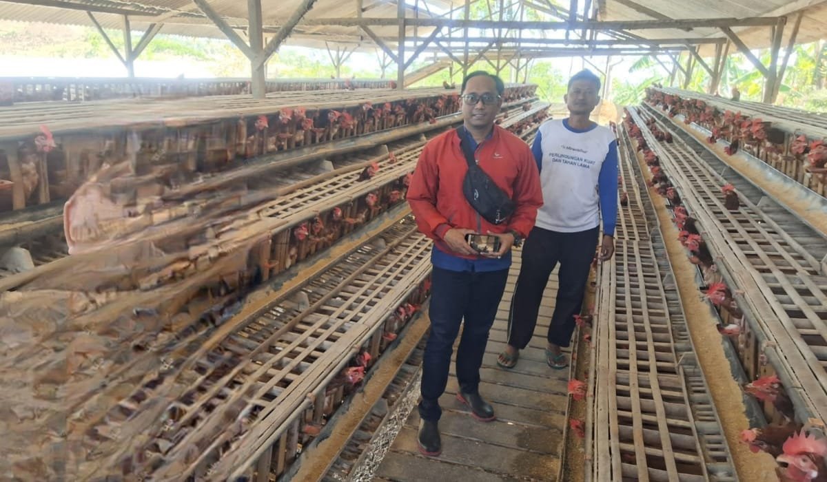 KUR BRI Dorong Peternakan Ayam Petelur Edi Suwanto di Tulungagung Terus Bertumbuh